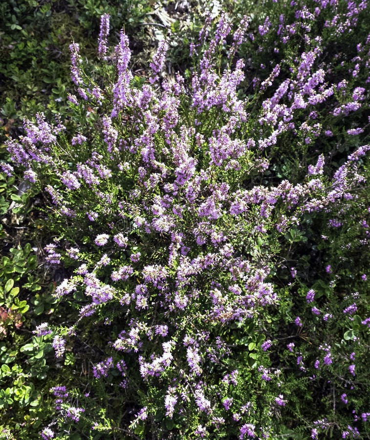 Calluna vulgaris known as common heather or ling stock images Calluna vulgaris known as common heather or ling stock images