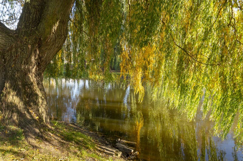 Weeping Willows And Autumn River With Reflections Stock Image Image Of Bright Calm 130008249