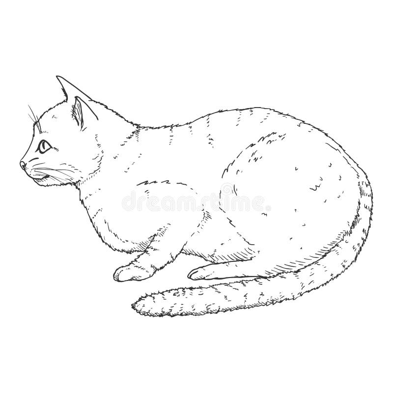Calm Cat Vector Black Sketch Feline Illustration stock abbildung Calm Cat Vector Black Sketch Feline Illustration stock abbildung