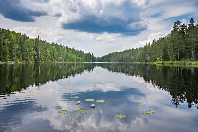 Calm Lake With Waterlilies And Pine Forest Reflected In The Water Stock