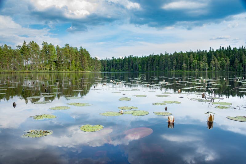 Calm Lake With Waterlilies And Pine Forest Reflection On The Surface