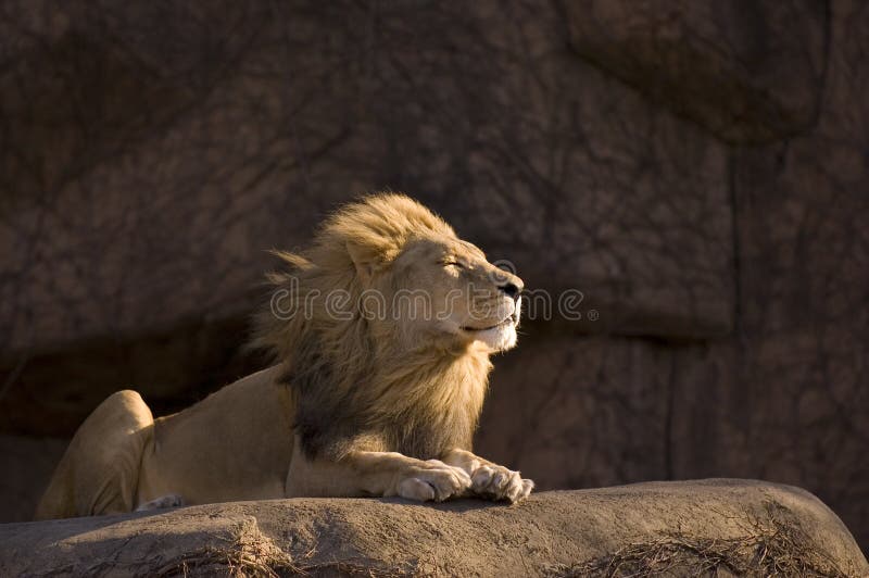 Calm lion