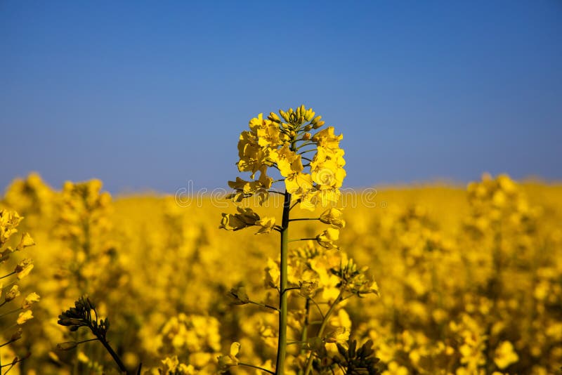 Calm minimalistic yellow spring rape field against a blue cloudless idyllic peace sky colors of the ukrainian flag