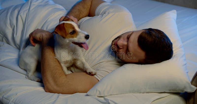 Calm purebred dog is resting with owner in bed in night, man is stroking pet. Love of human and animal stock image