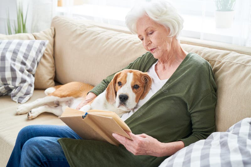 Calm senior woman with Beagle at home royalty free stock images Calm senior woman with Beagle at home royalty free stock images