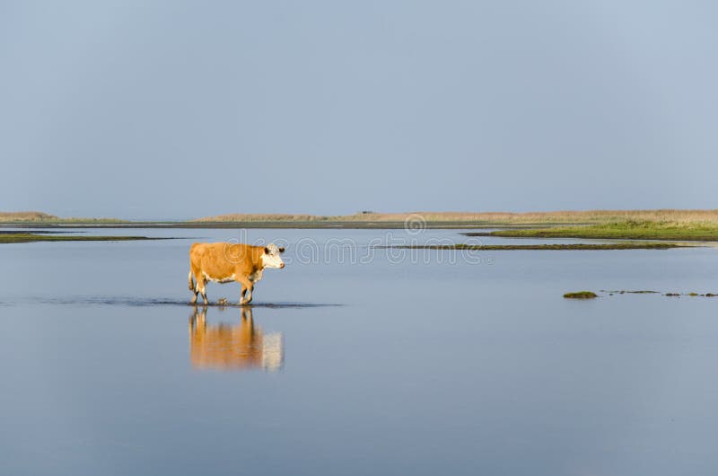 Calm Water with Walking Cow Stock Image - Image of calm, oland: 45543299