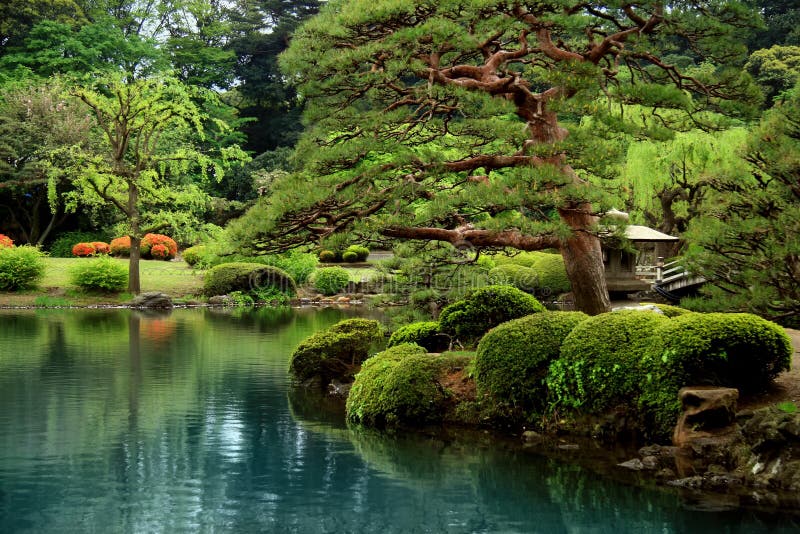 Pokoj Zen jazero a bonzai stromy v Tokiu záhrada japonsku.