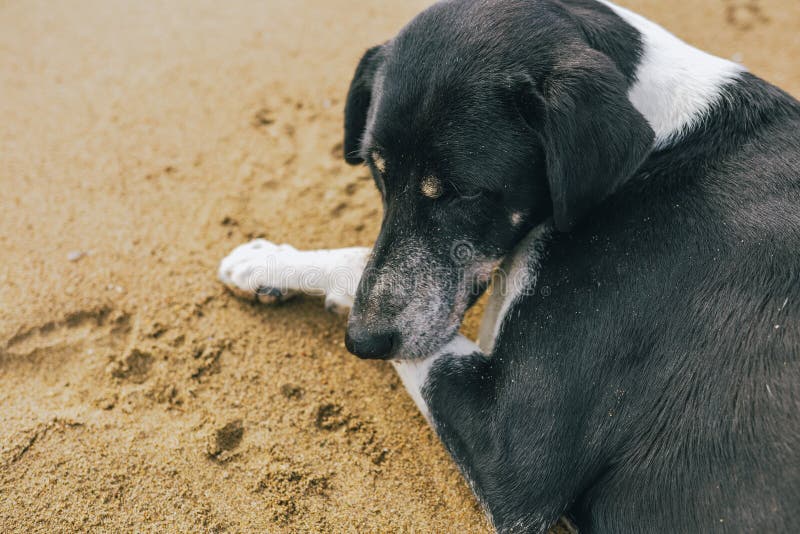 Calme la reclinación blanco y negro grande no criada en línea pura del perro imagen de archivo libre de regalías Calme la reclinación blanco y negro grande no criada en línea pura del perro imagen de archivo libre de regalías