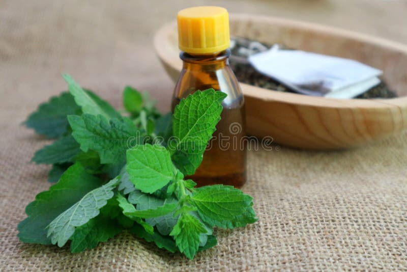 Calming relaxation herb, melissa plant essential oil or other liquid in a dark bottle stock photography Calming relaxation herb, melissa plant essential oil or other liquid in a dark bottle stock photography