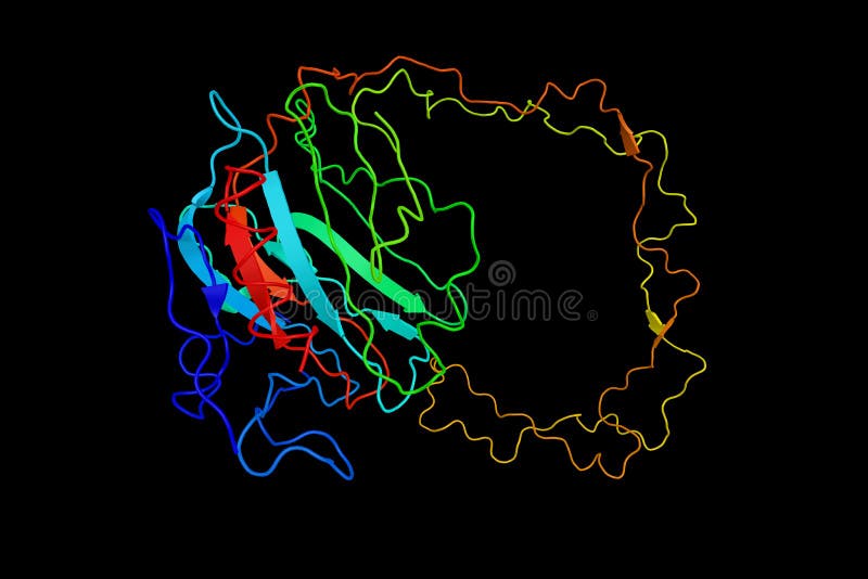 Calnexin, a chaperone, characterized by assisting protein folding and quality control, ensuring that only properly folded and assembled proteins proceed further along the secretory pathway.