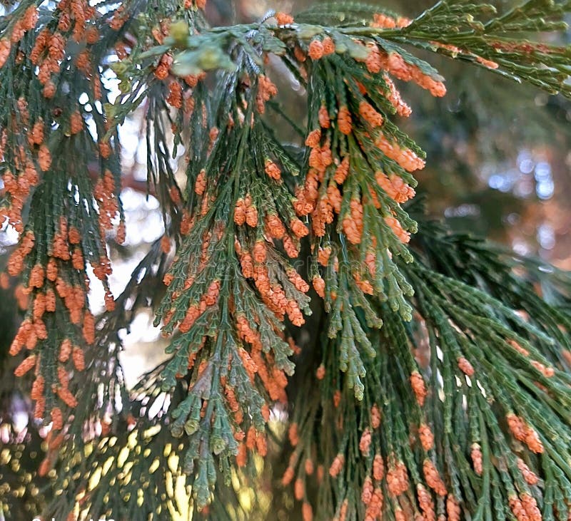 Calocedrus decurrens blomningsgren royaltyfria bilder
