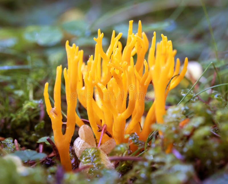 Calocera de hongos viscosa estagshoras amarillas. fotos de archivo libres de regalías