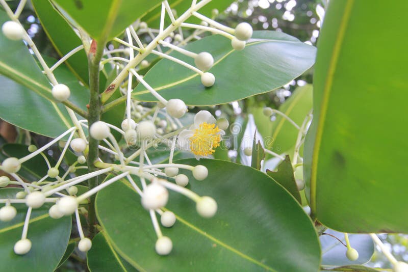 Calophylluminophyllum, bloem royalty-vrije stock afbeeldingen Calophylluminophyllum, bloem royalty-vrije stock afbeeldingen