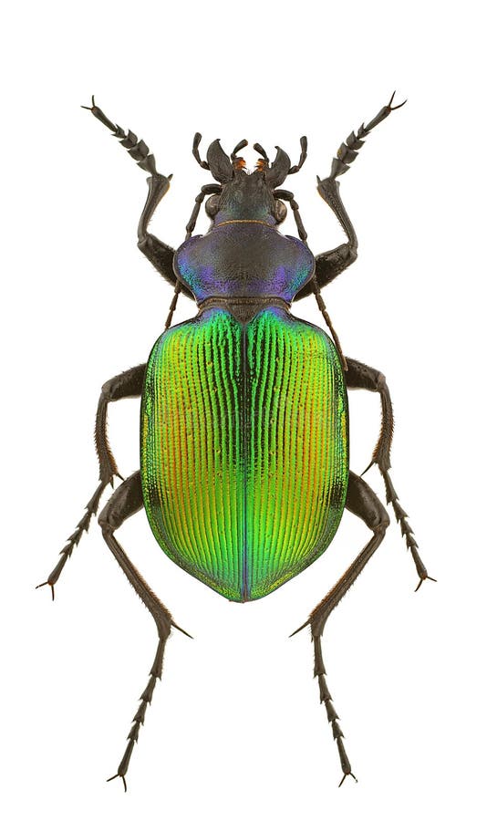 calosomasycophanta fotografering för bildbyråer calosomasycophanta fotografering för bildbyråer