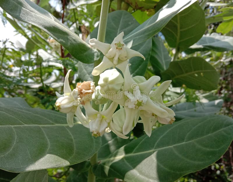 Calotropis gigantea flower Crown flower has two layers, white and purple, often popular with hundreds. royalty free stock images Calotropis gigantea flower Crown flower has two layers, white and purple, often popular with hundreds. royalty free stock images