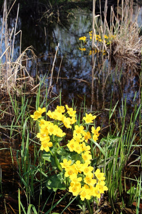 Caltha palustris growing in swamp. Spring flowers. Marsh Marigold flowers