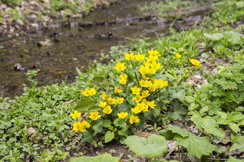 Caltha palustris yellow muddy plant with flowers in bloom, growin by the river