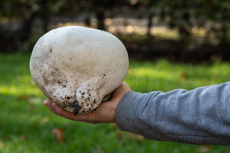 Giant Puff Ball Stock Photos and Pictures - 88 Images