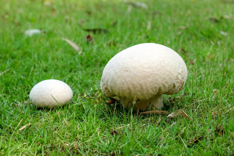 Calvatia gigantea mushroom Giant puffball in meadow. Giant puffball fungus - delicious and healthy food.