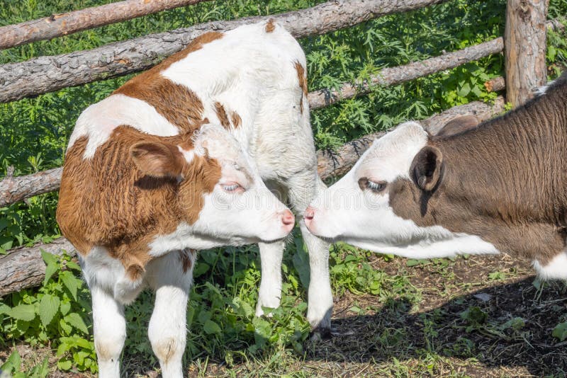 Calves are Brown with White Spots. Young Bulls. Stock Image Image of