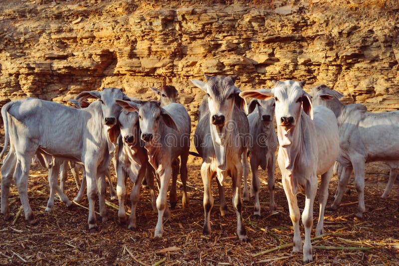 Calves, Calf and Baby cows stock image. Image of head 93421987