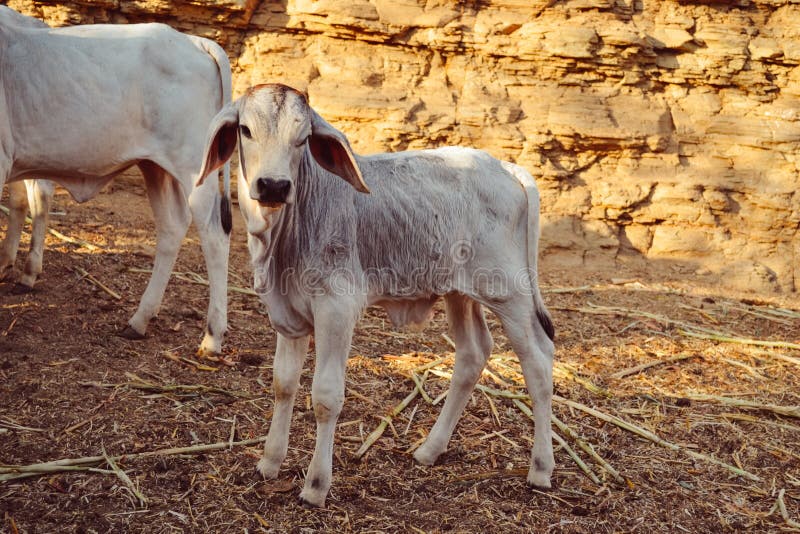 Calves, Calf and Baby cows stock photo. Image of farm 93422040