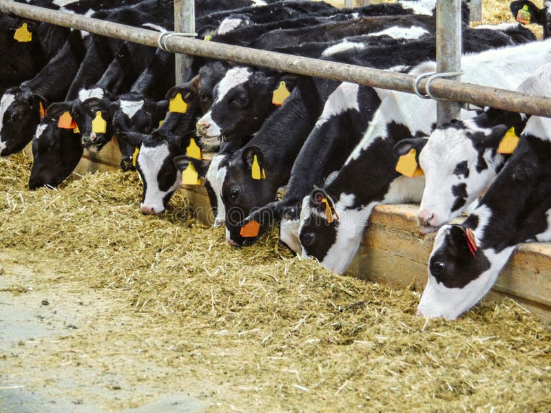 Calves in a cattle farm. Dairy farm.