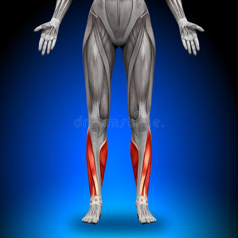 Calves - Female Anatomy Muscles Stock Illustration - Image: 41041582
