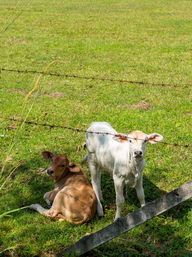 Calves on the field behind the fence.