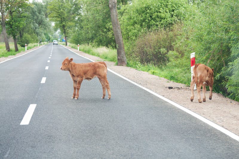 Calves on the road