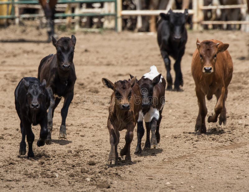 hairy cow calf hairy cow calf