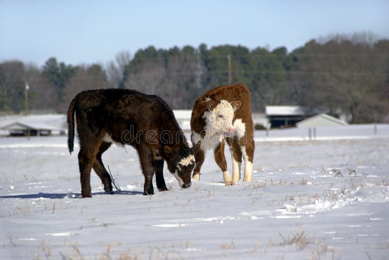 Calves in the snow