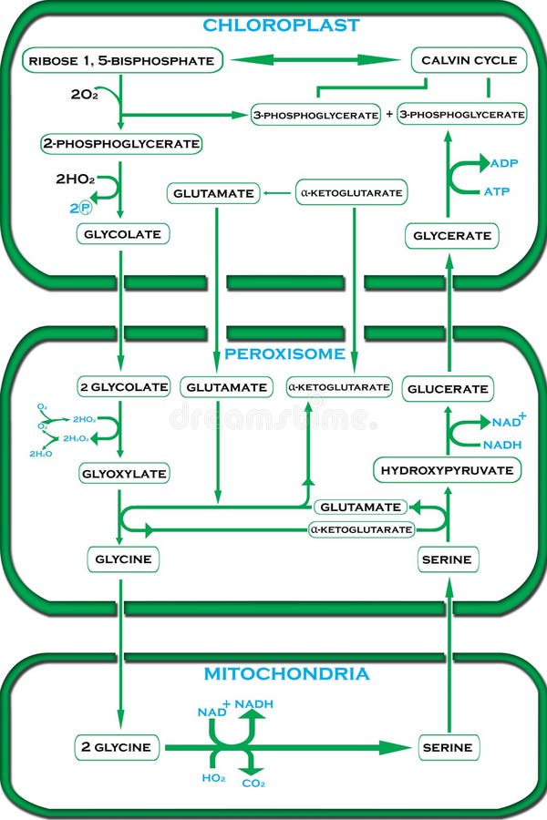 Calvin Cycle Dark Reaction dans des étapes faciles illustration libre de droits Calvin Cycle Dark Reaction dans des étapes faciles illustration libre de droits