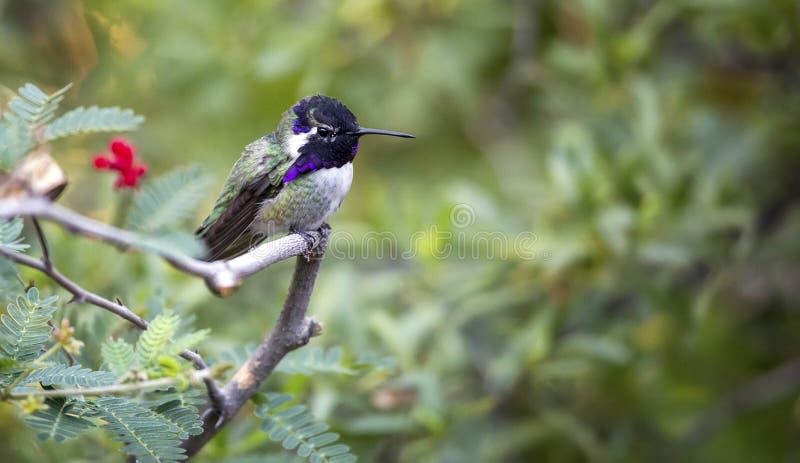 Calypte för kolibri för Costa` s costae, vuxen man royaltyfria foton Calypte för kolibri för Costa` s costae, vuxen man royaltyfria foton