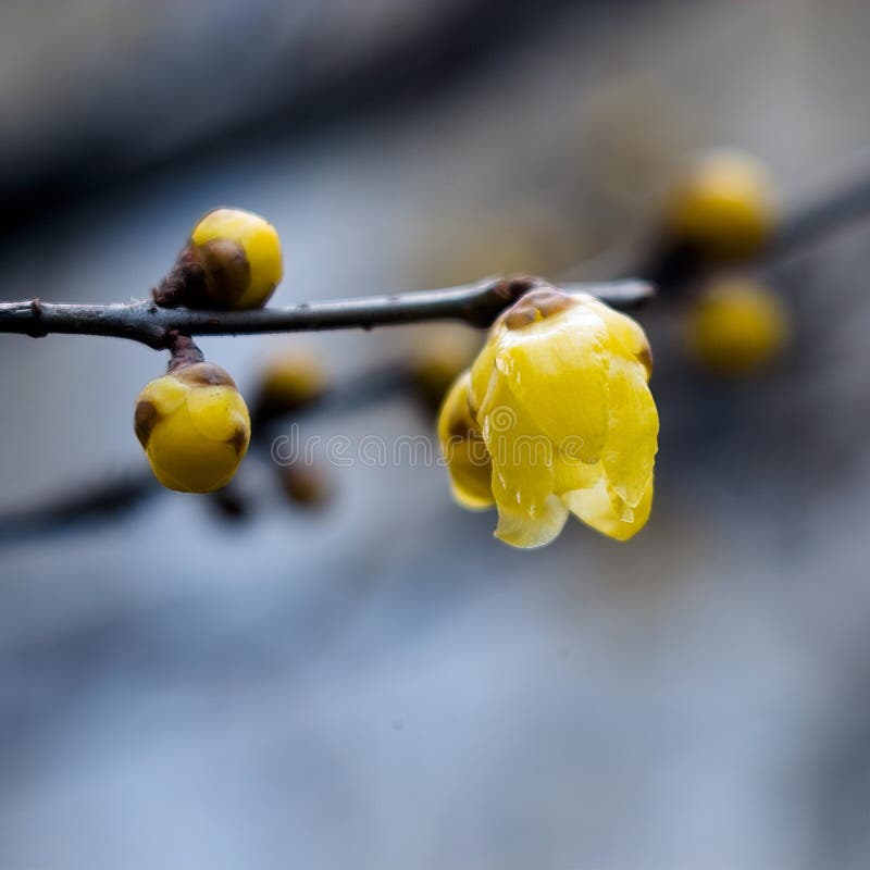 Calyx canthus