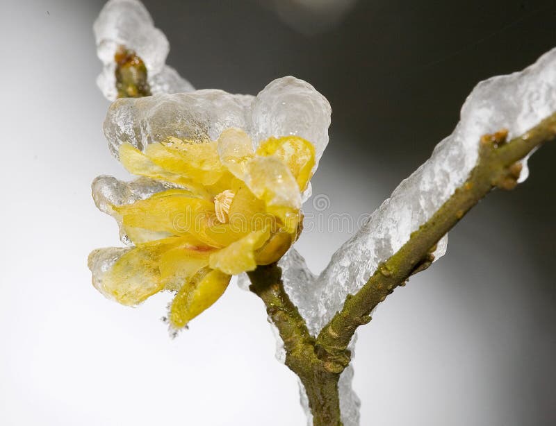 Calyx canthus in ice