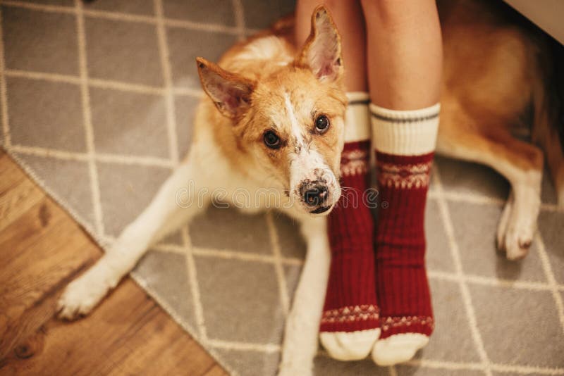 Festive socks on girl legs and cute golden dog sitting on floor in festive room. relax time. cozy winter holidays. warm atmospheric moment. christmas holidays. Festive socks on girl legs and cute golden dog sitting on floor in festive room. relax time. cozy winter holidays. warm atmospheric moment. christmas holidays
