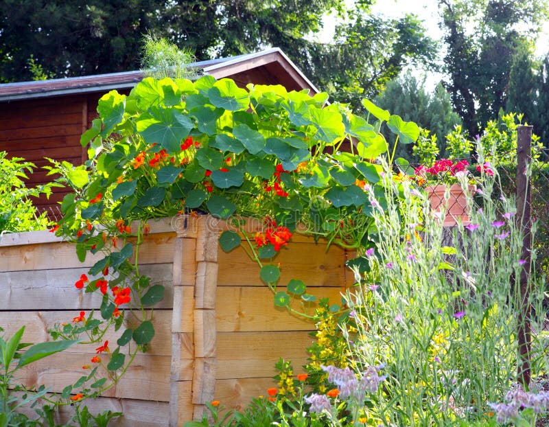 Nasturtium vines on raised bed. Nasturtium vines on raised bed