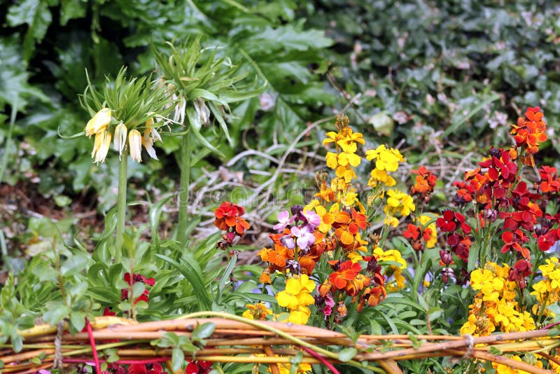 Cama de flor bonita com as flores amarelas, alaranjadas e vermelhas imagens de stock Cama de flor bonita com as flores amarelas, alaranjadas e vermelhas imagens de stock