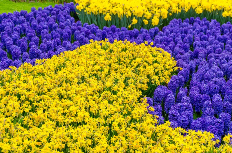 Cama de flor con las flores azules del jacinto del anf amarillo del narciso que florecen en el jardín de la primavera de Keukenho foto de archivo libre de regalías Cama de flor con las flores azules del jacinto del anf amarillo del narciso que florecen en el jardín de la primavera de Keukenho foto de archivo libre de regalías