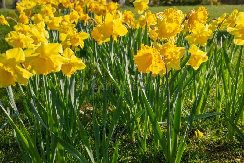 Cama de flor por completo de narcisos en primavera imágenes de archivo libres de regalías Cama de flor por completo de narcisos en primavera imágenes de archivo libres de regalías