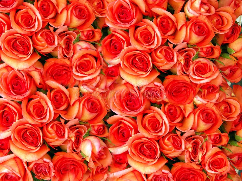 Cama de rosas fotografía de archivo Cama de rosas fotografía de archivo