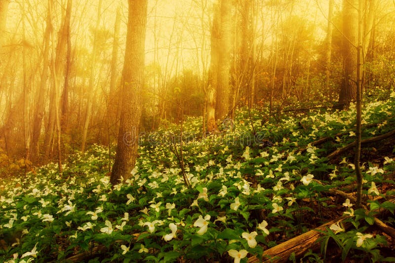 Cama del Trillium en la niebla de la mañana foto de archivo Cama del Trillium en la niebla de la mañana foto de archivo