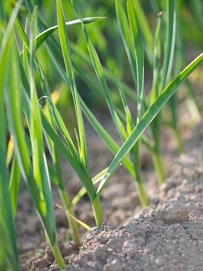 Canteiro de alho imagem de stock