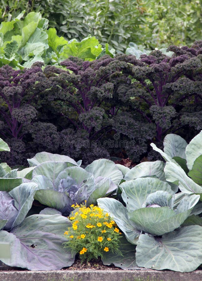 Cama do jardim com cabage e kale imagem de stock Cama do jardim com cabage e kale imagem de stock