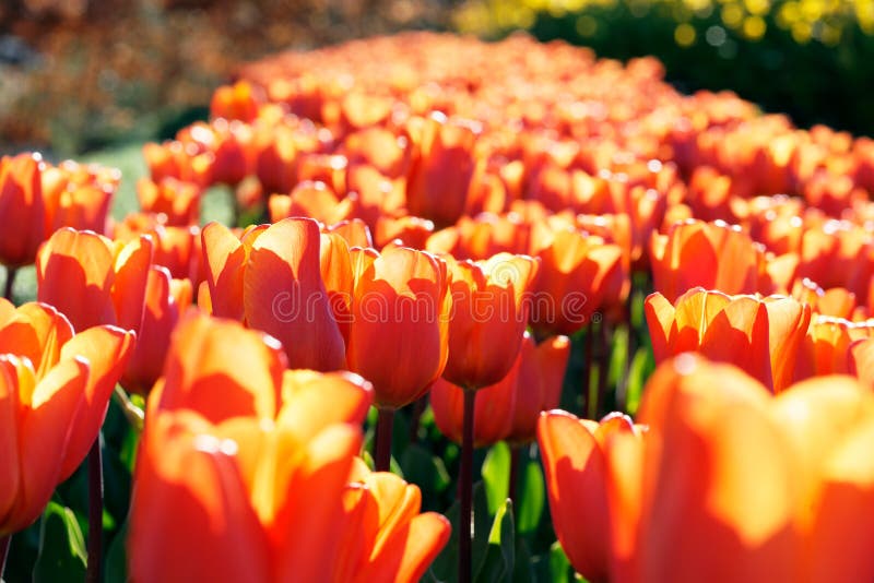 Cama dos tulips imagens de stock Cama dos tulips imagens de stock