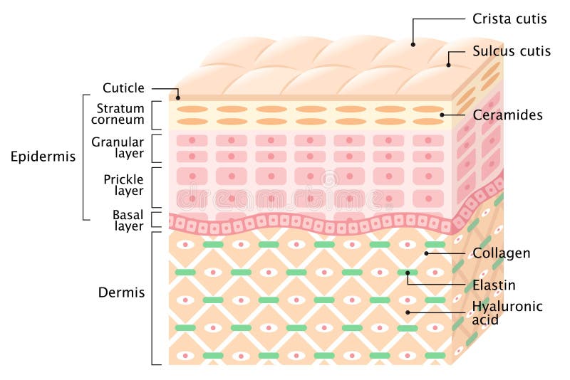 camadas da pele humana Conceito do cuidado de pele