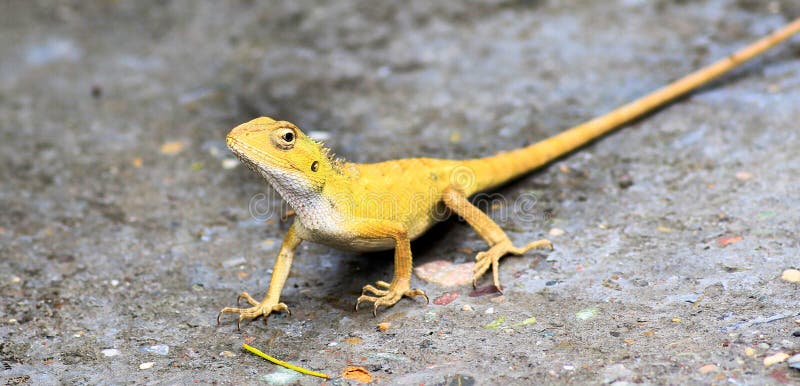 Camaleonte giallo attento fotografia stock Camaleonte giallo attento fotografia stock