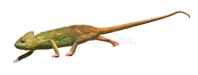 Set Di 4 Piedi Per Letto Camaleonte In Legno Massello Francese - Bianco 5,5x5,5x18 Cm - Foto 2