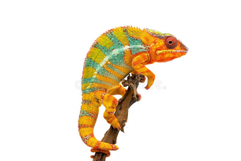 Camaleón azul amarillo de la pantera del lagarto aislado en el fondo blanco imagen de archivo libre de regalías Camaleón azul amarillo de la pantera del lagarto aislado en el fondo blanco imagen de archivo libre de regalías